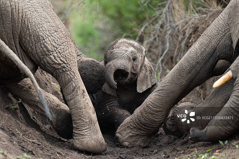 小象特写图片素材