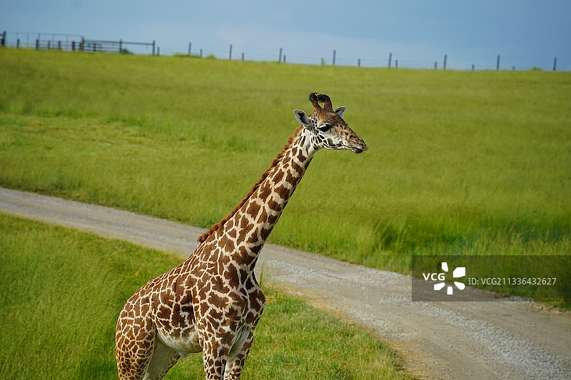 美国野生动物园的长颈鹿写真图片素材