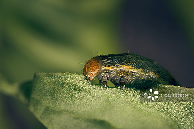 毛毛虫啃食叶子的特写图片素材