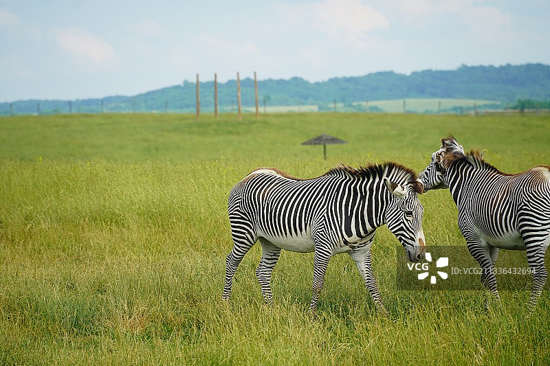 美国野生动物园的两只斑马图片素材