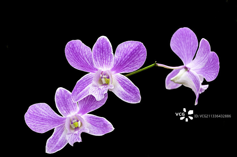 黑色背景下的紫色兰花特写，斯里兰卡图片素材