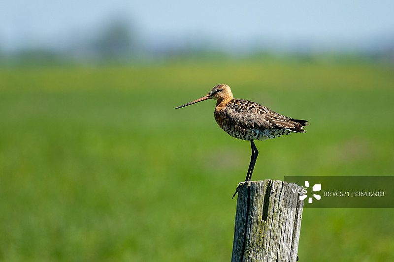 黑尾塍鹬栖息在木桩上特写，荷兰图片素材