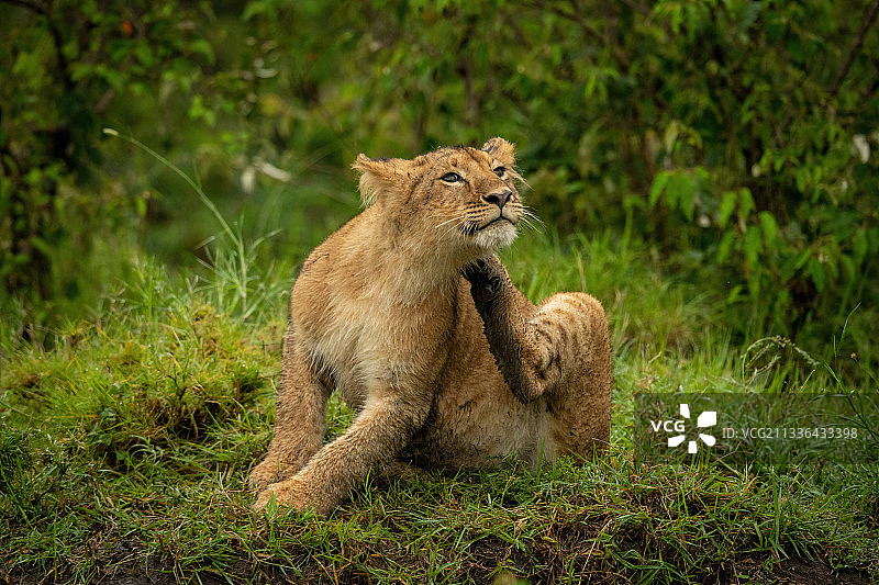 小狮子，纳罗克，马赛马拉，肯尼亚图片素材