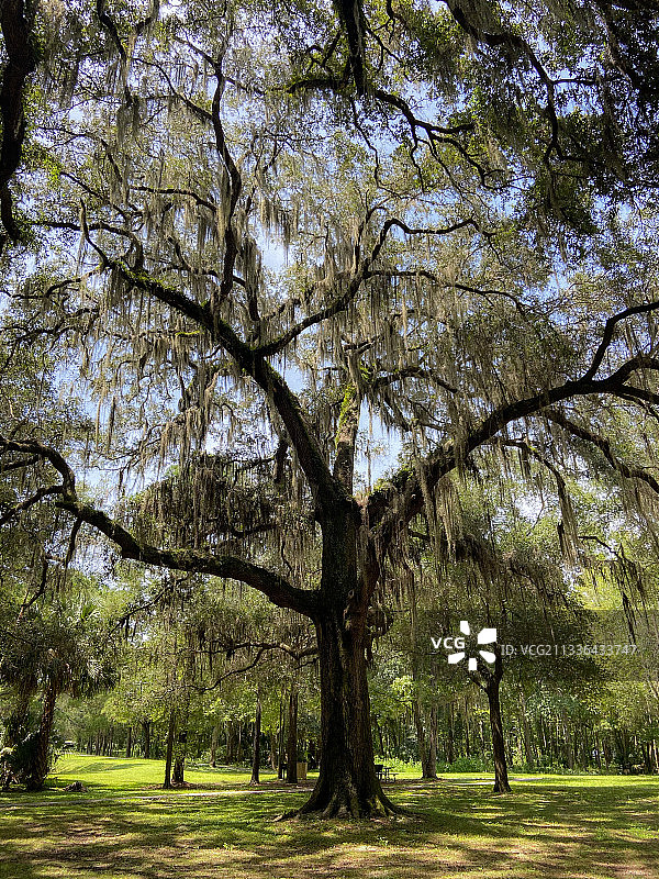 树在公园图片素材