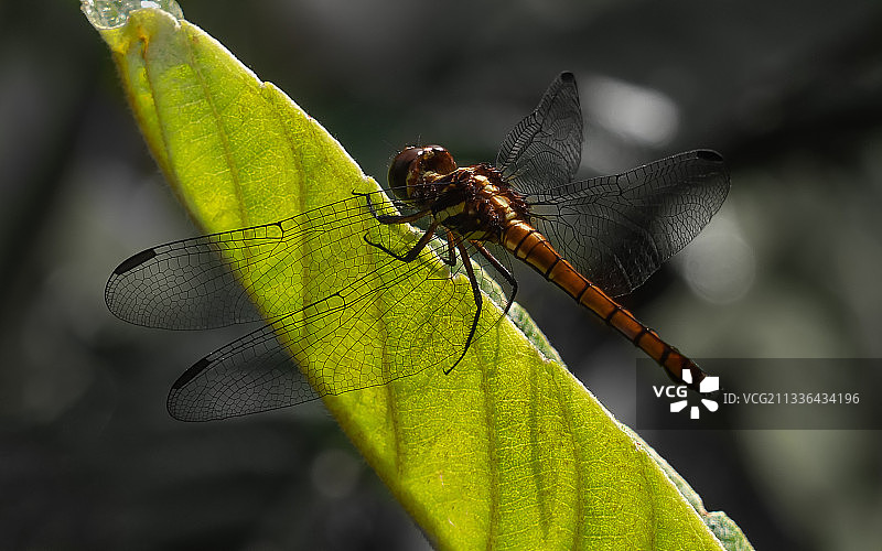 叶子上的昆虫特写图片素材