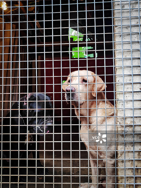 笼中鸟特写图片素材