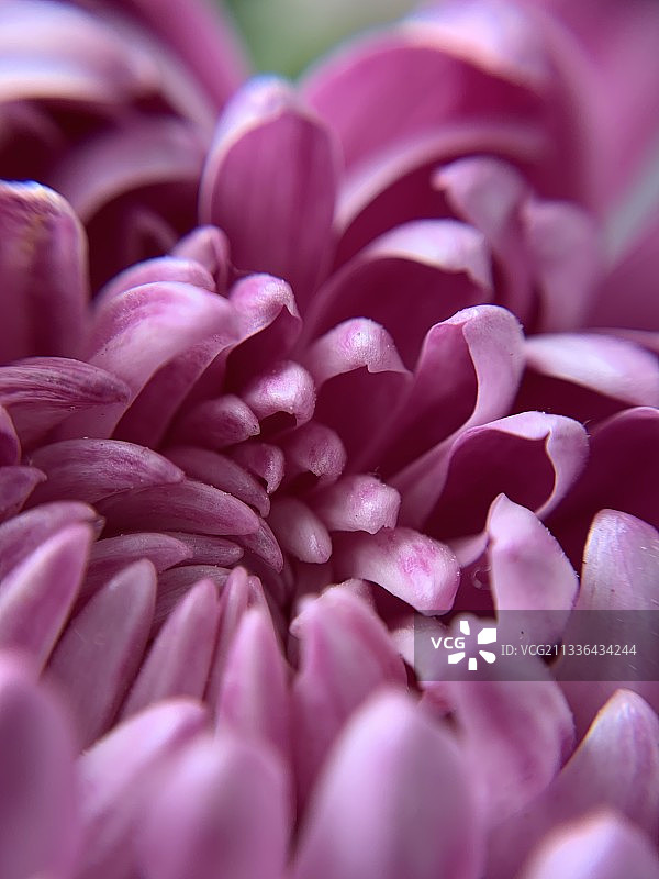 粉色大丽菊特写，葡萄牙里斯本图片素材