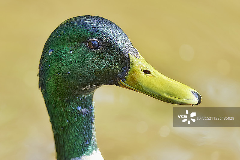 加拿大绿头鸭特写图片素材
