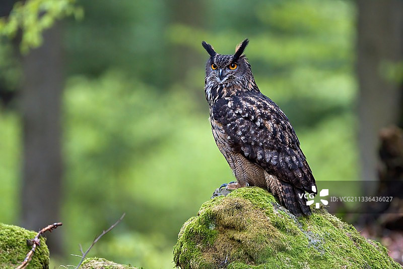 特写：鹰鸮栖息在岩石上图片素材