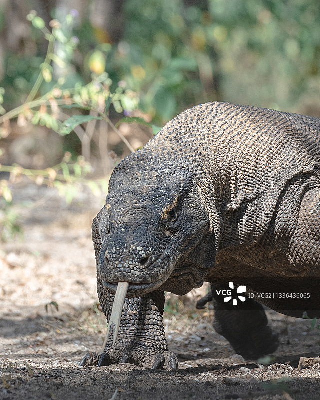 科莫多巨蜥特写图片素材