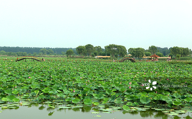 中国河北熊安白洋淀之夏图片素材