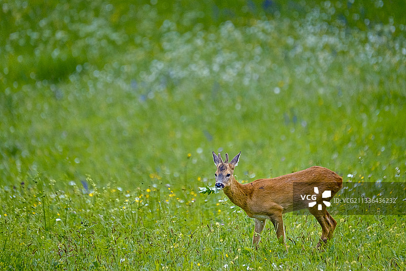 侧视：草地上站立的狍图片素材