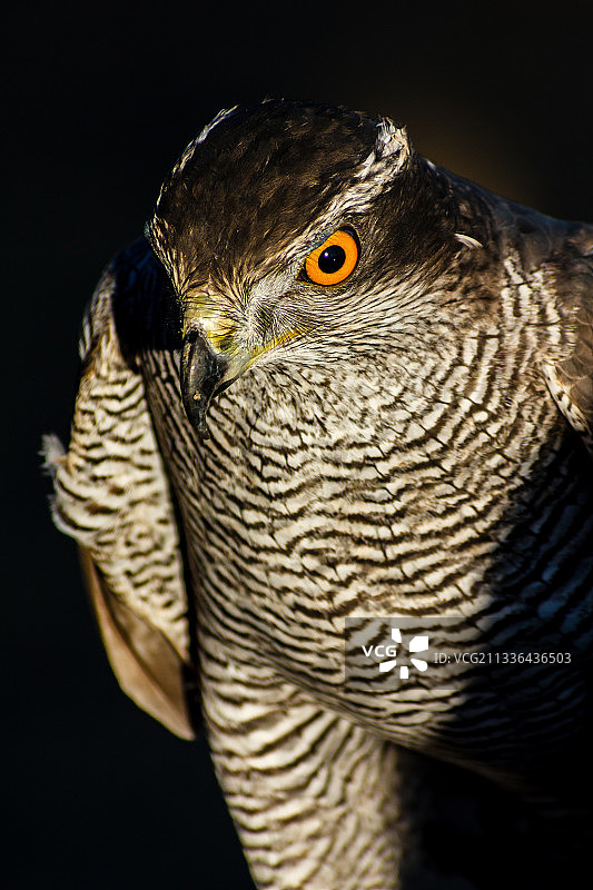 西班牙苍鹰特写图片素材
