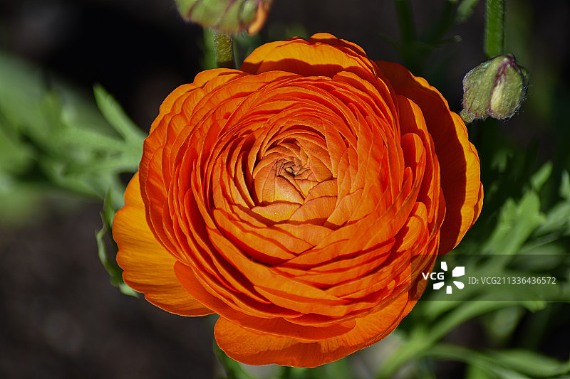 橙色玫瑰花特写，瑞典卡尔马图片素材