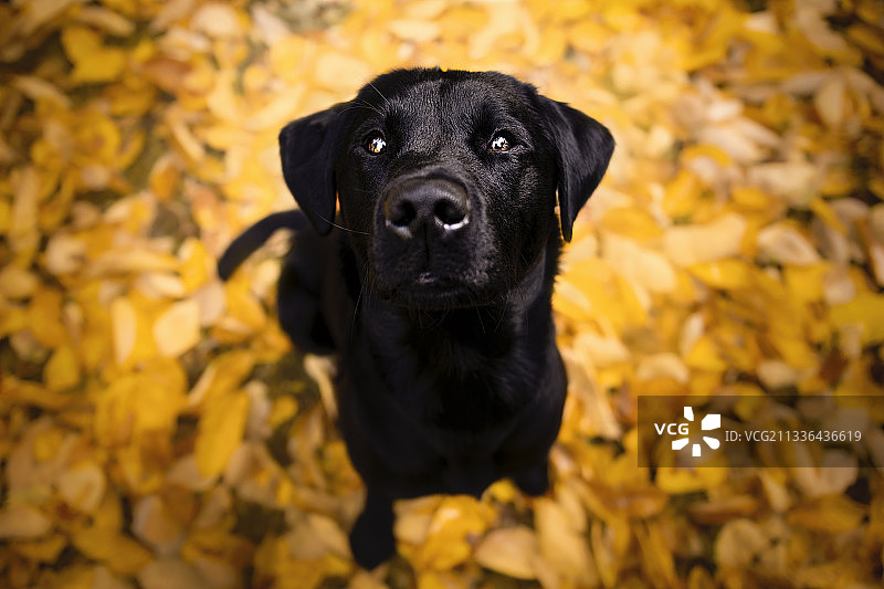 高角度拍摄：拉布拉多寻回犬坐在波兰的秋叶上图片素材