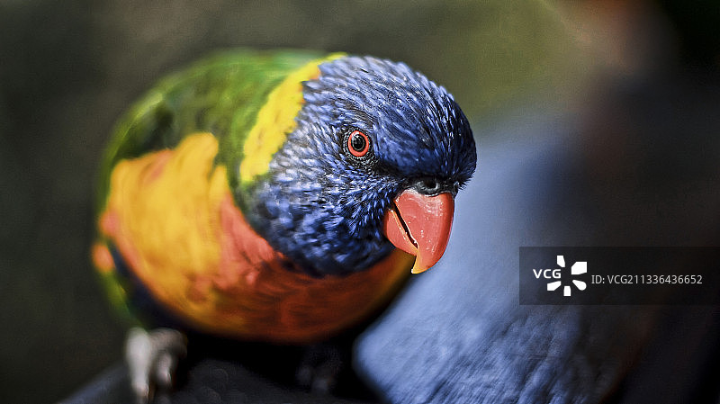 澳大利亚新南威尔士州罗斯维尔彩虹鹦鹉的特写图片素材