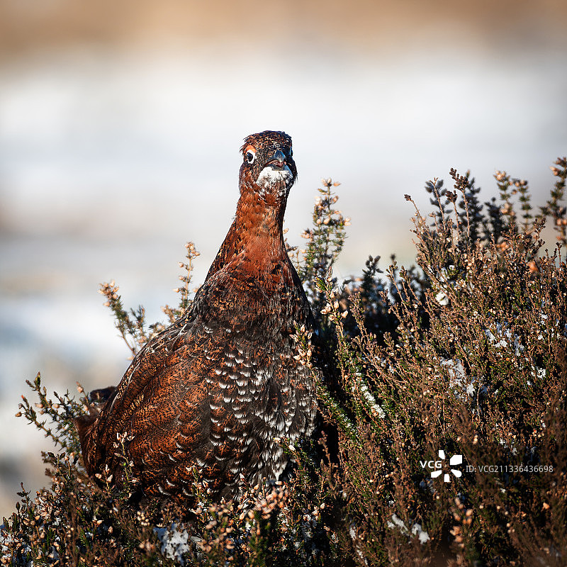 天空背景下的田野松鸡特写，英国北约克沼地国家公园图片素材