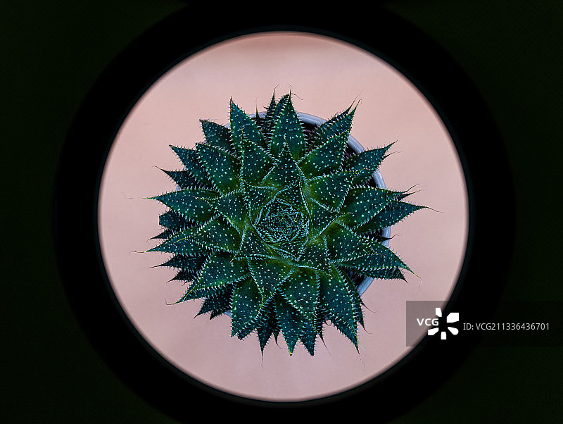仙人掌特写航拍俯视图图片素材