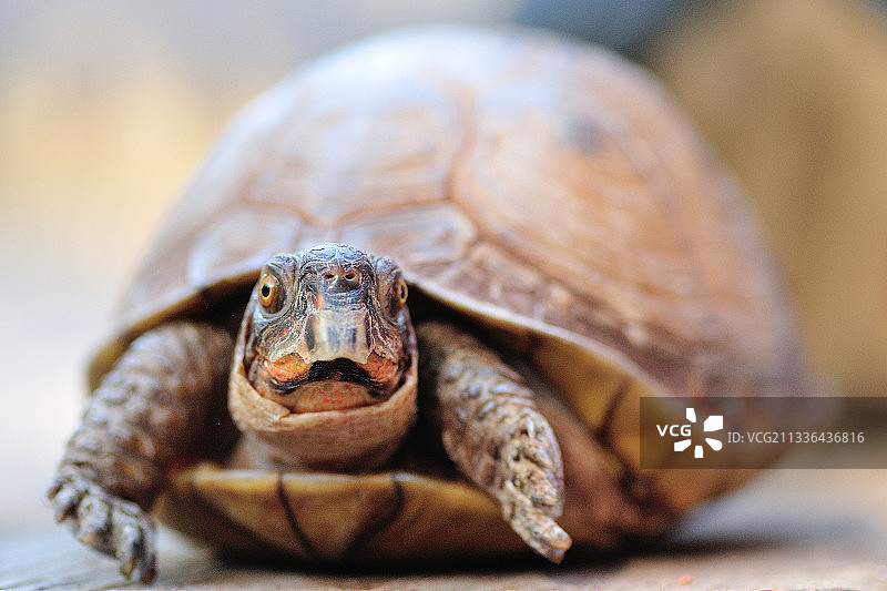 龟壳特写,美国圣伯恩县公园图片素材