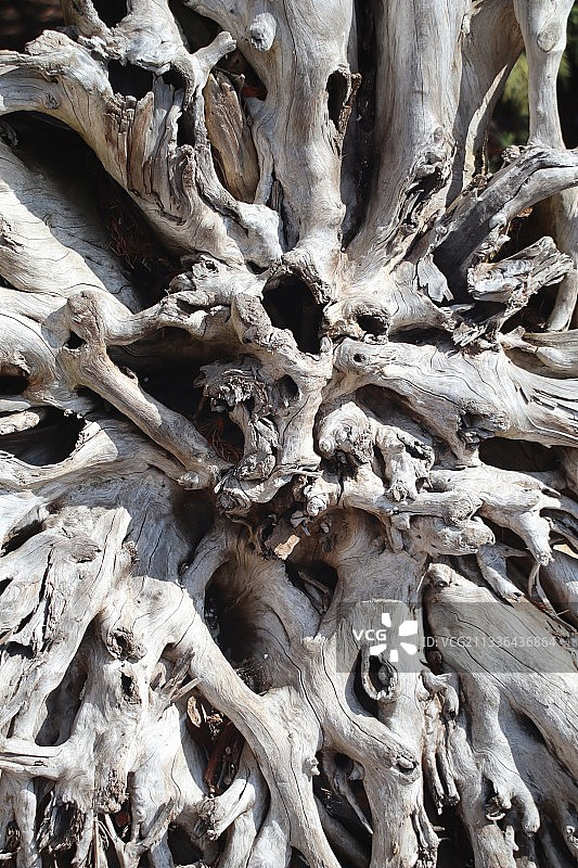 不列颠哥伦比亚省缠绕的树桩全景图片素材