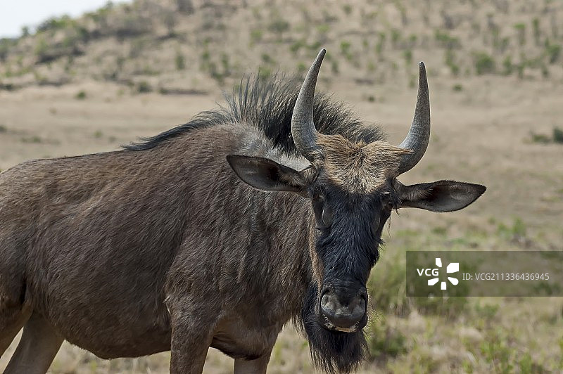 非洲蓝色角马，南非比林斯堡国家公园图片素材