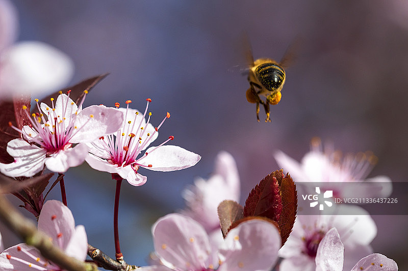 蜜蜂在粉红色花朵上授粉的特写图片素材
