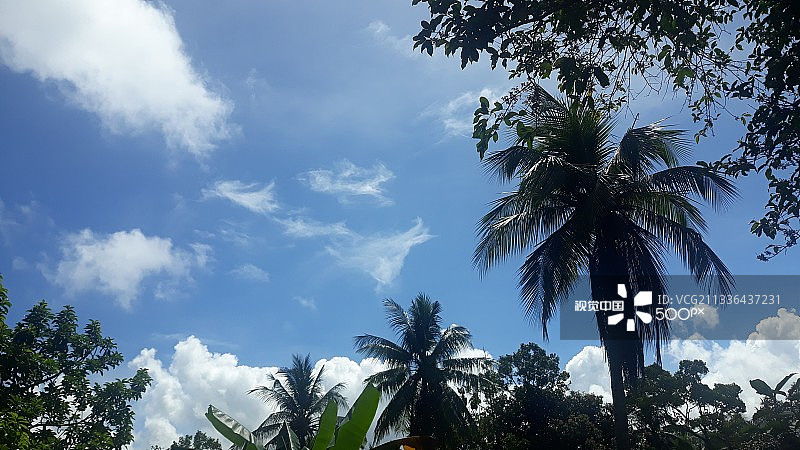 印度尼西亚门托克棕榈树仰视角度图片素材