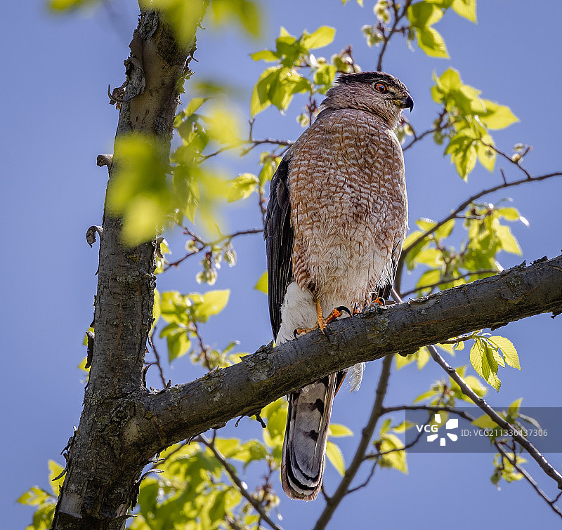 猛禽栖息在树枝上的仰视视角，加拿大马尼托巴省温尼伯图片素材