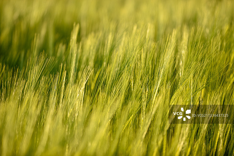 德国小麦田的特写镜头图片素材
