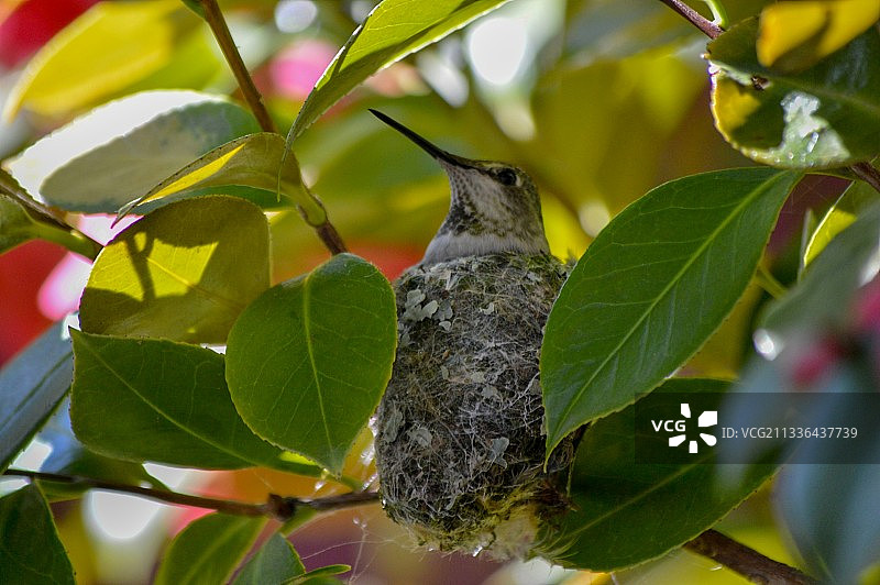 蜂鸟栖息在树上的仰视角度图片素材