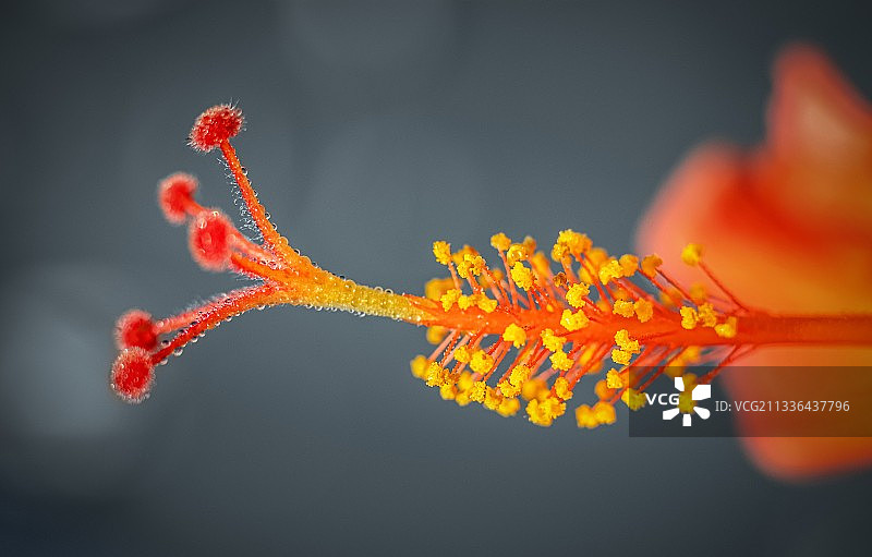 橙色开花植物的特写图片素材