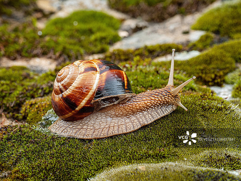 俄罗斯树叶上的蜗牛特写图片素材