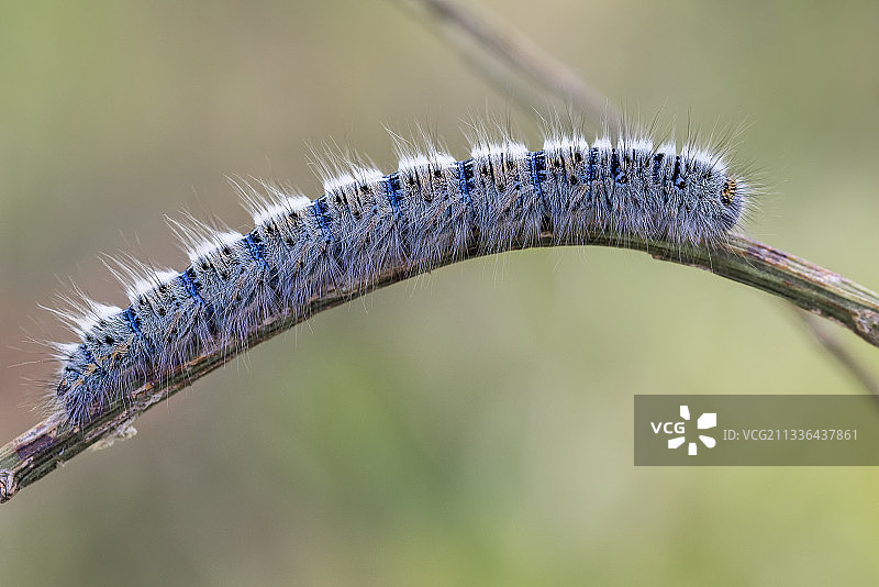 植物上的毛毛虫特写，西班牙图片素材