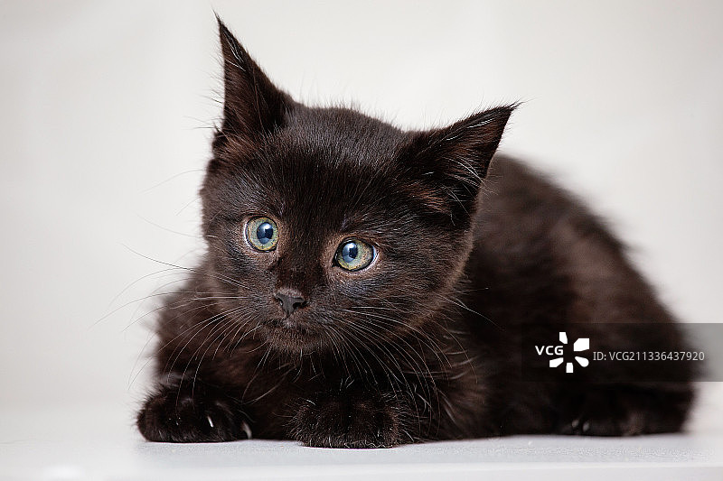 白俄罗斯黑猫特写肖像 白色背景图片素材
