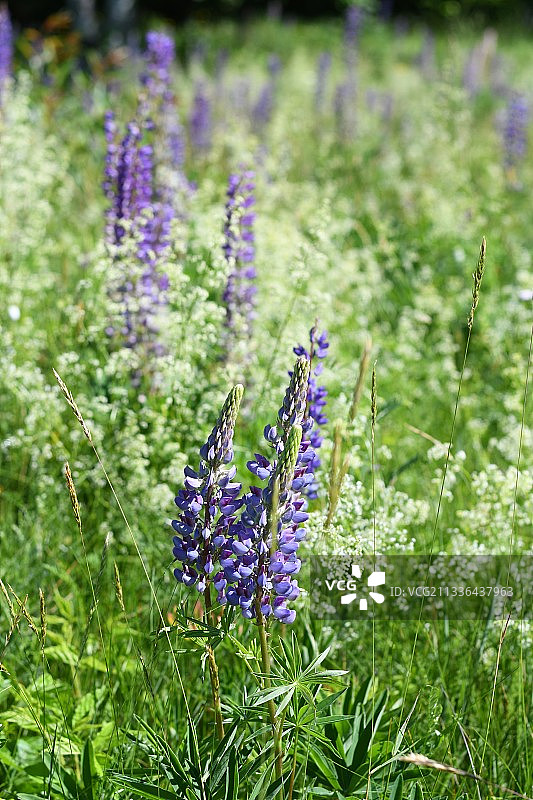 田野上紫色开花植物的特写图片素材