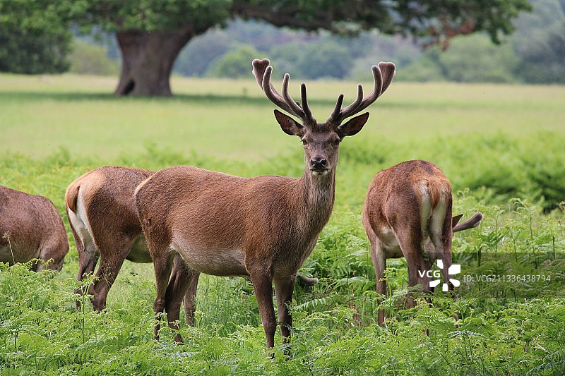 英国伦敦原野上的两只红鹿图片素材
