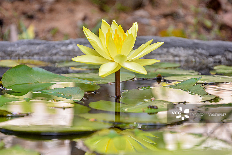 湖中黄色睡莲特写图片素材