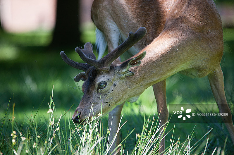 站立在田野上的鹿的特写图片素材
