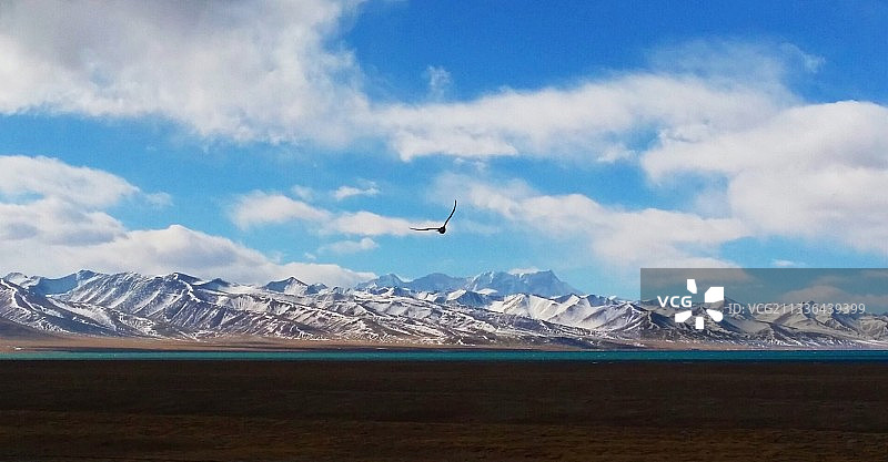 纳木错上空的雄鹰图片素材