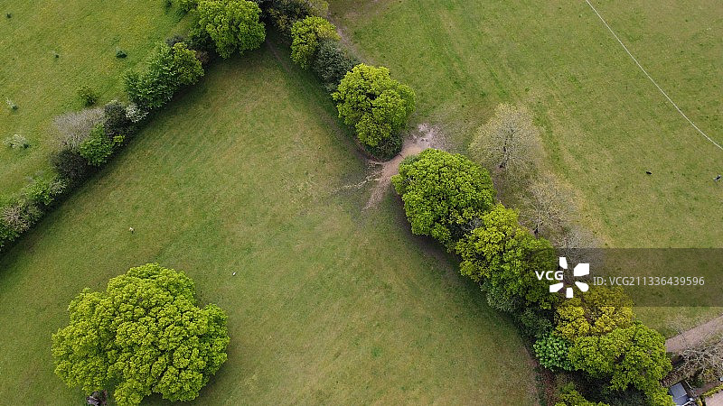 高角度的植物生长在地里图片素材