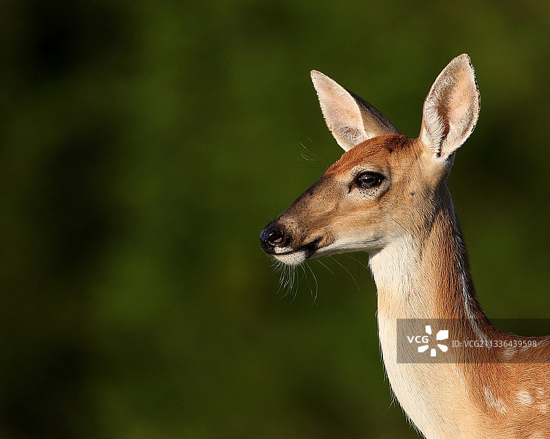 美国阿肯色州莫梅勒的白色物体特写图片素材