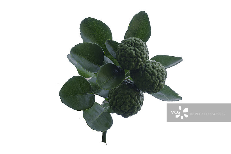 白色背景上的新鲜佛手柑和绿叶图片素材