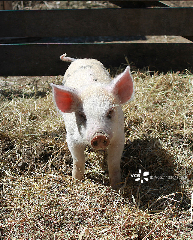 站在干草上的可爱小猪图片素材