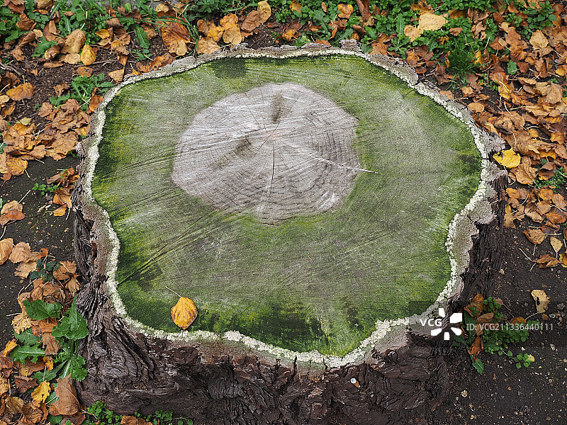 树干的俯视角度图片素材