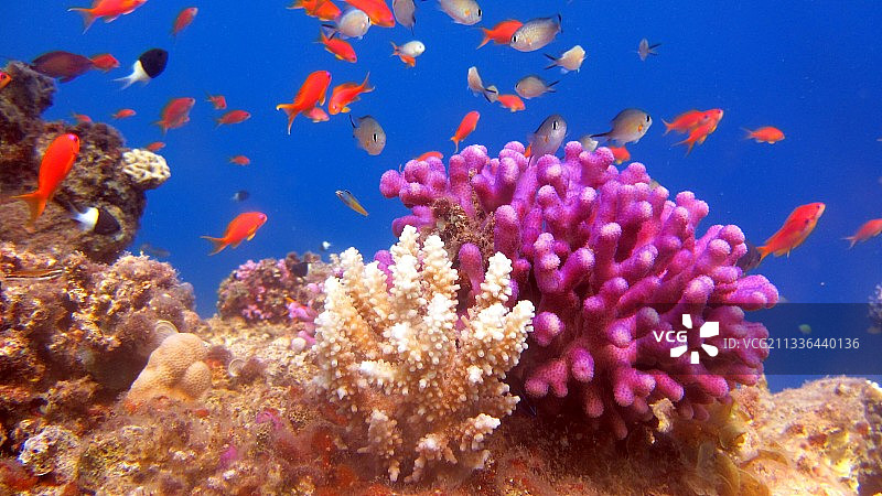 海水中游动的海金鱼特写图片素材