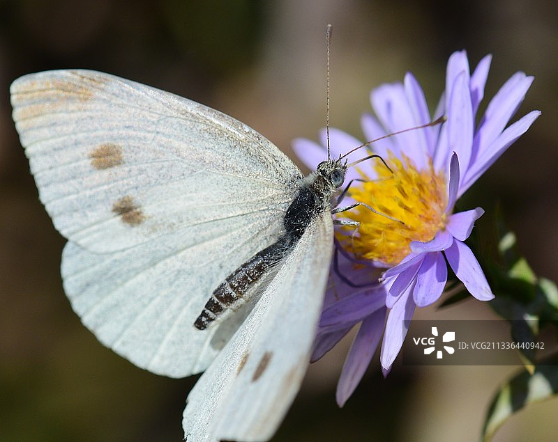 蝴蝶在紫色花朵上传粉的特写图片素材
