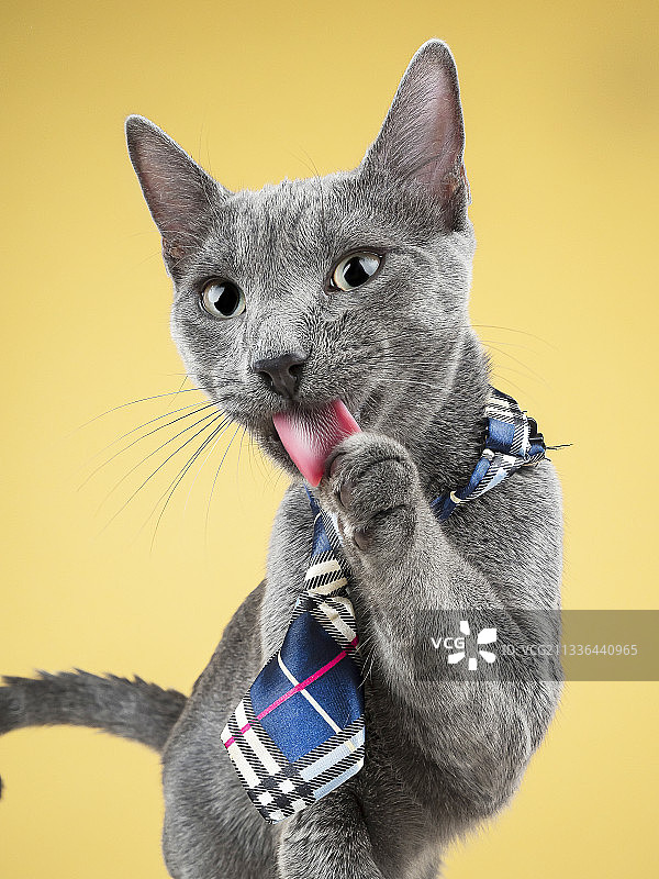 吐舌猫咪特写，西班牙马德里，黄色背景图片素材