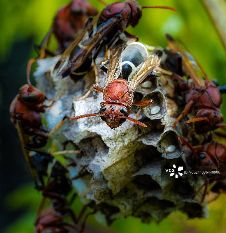树上的昆虫特写，泰国清迈图片素材