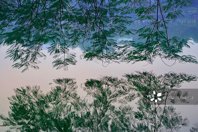 河内树木低角度仰视，越南图片素材