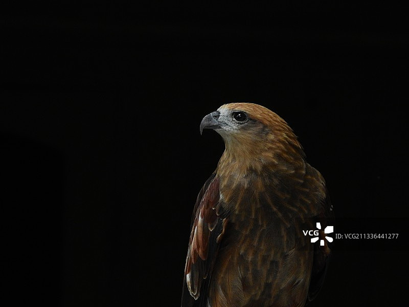 特写：栖息在黑色背景上的鹰（印度喀拉拉邦）图片素材